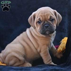 Ann, Miniature Bulldog Puppy